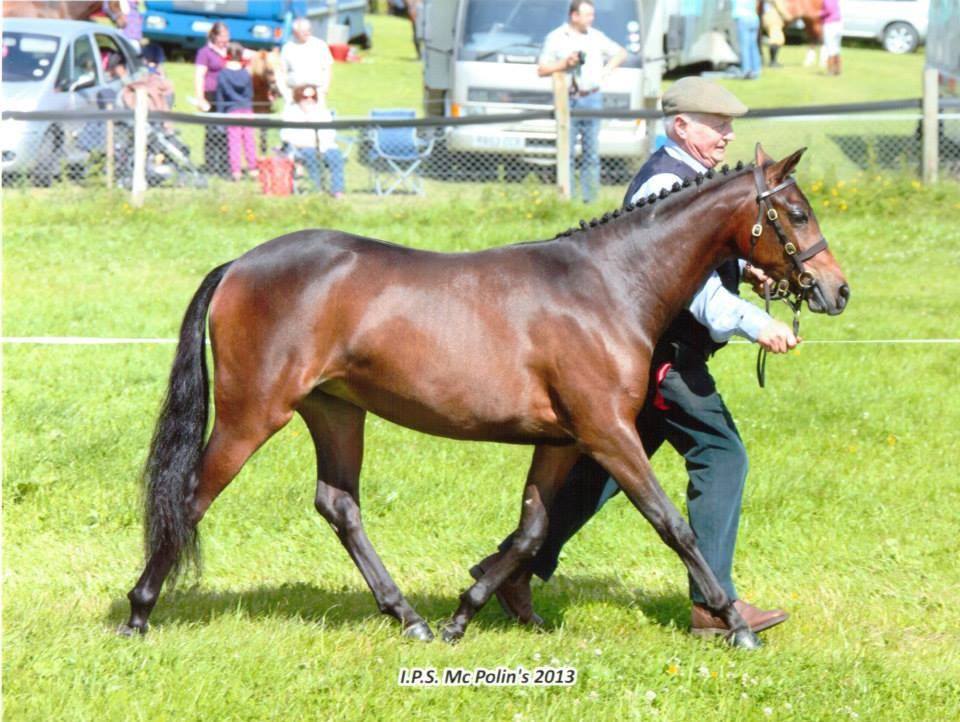 Breeders Irish Pony Society